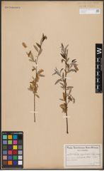 Foto von Salix capensis Thunb.